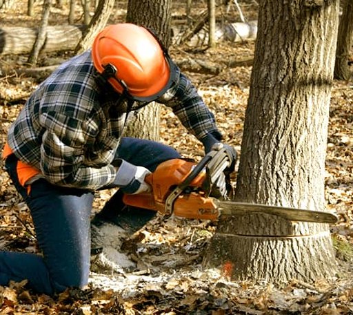 Tree Removal in Pryor, OK